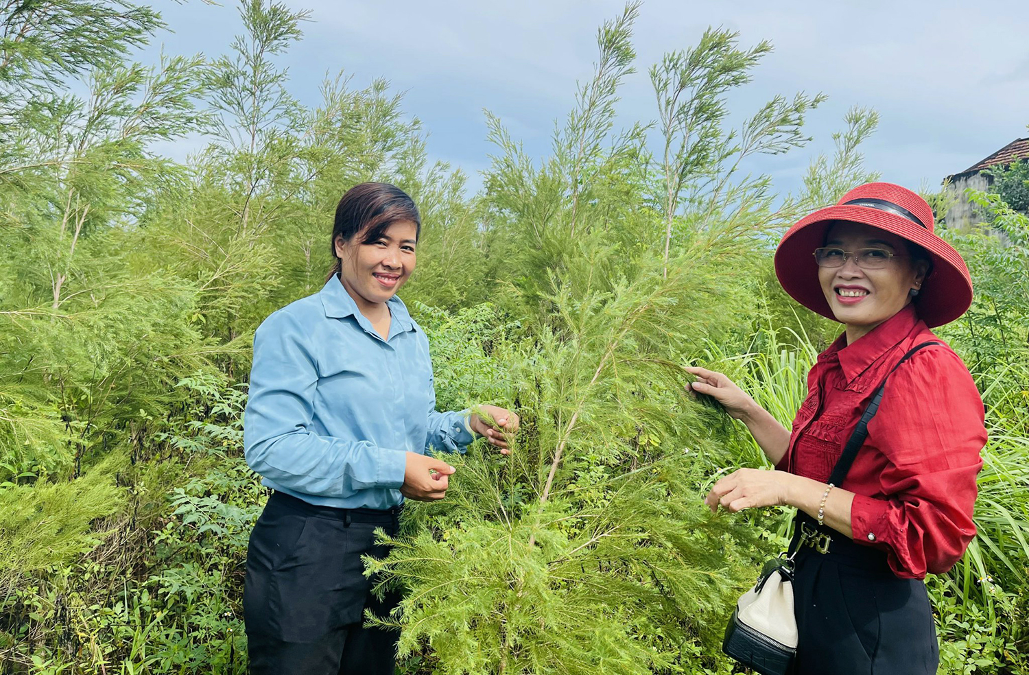 Làm giàu từ cây dược liệu