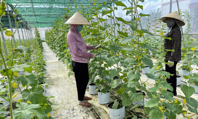 Quảng Trạch: Thúc đẩy nông nghiệp phát triển