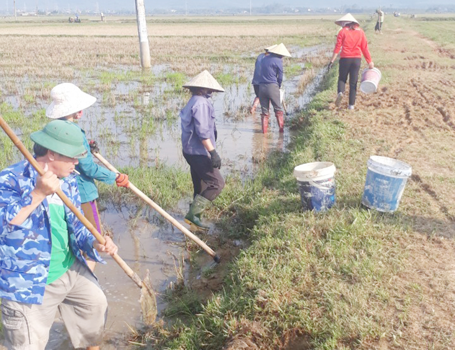 Diệt chuột phá hại, bảo vệ vụ đông-xuân