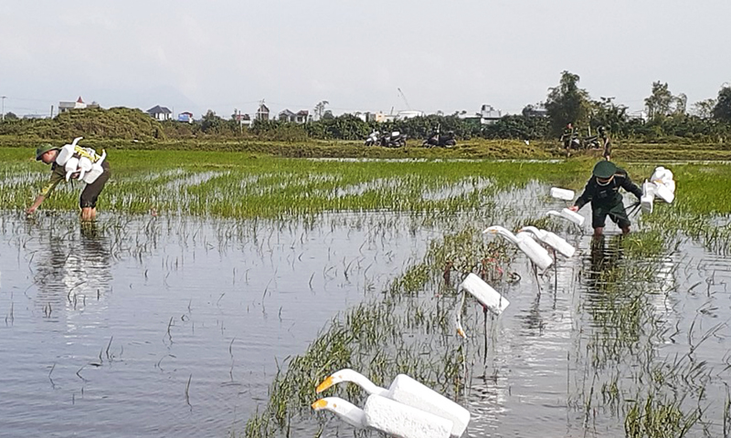 Thu gom chim mồi, bẫy nhựa, bảo vệ động vật hoang dã