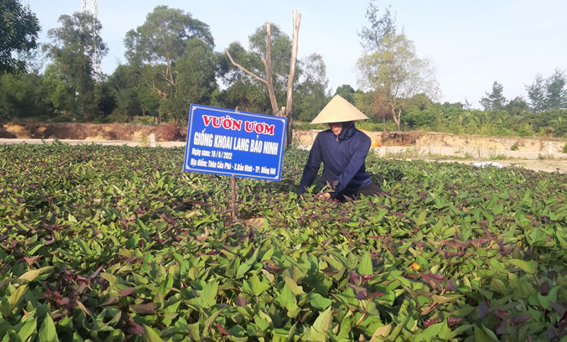 Trồng và tạo nguồn giống khoai lang Bảo Ninh