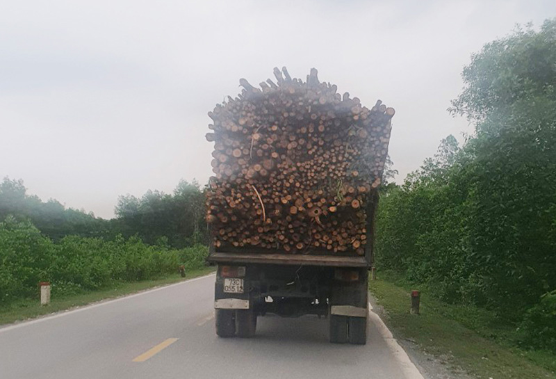 Bảo đảm an toàn giao thông khi thu hoạch cây keo, tràm