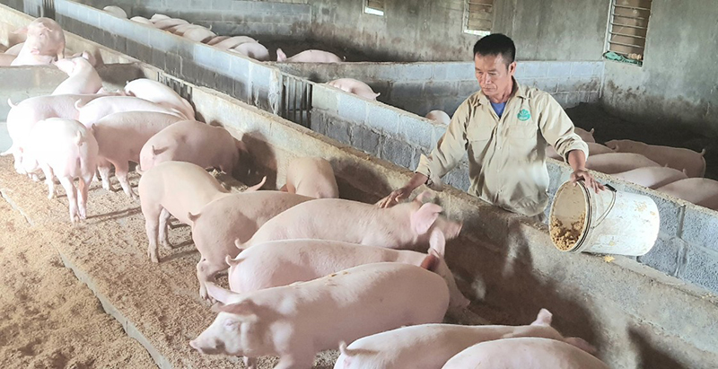 Bảo đảm môi trường trong chăn nuôi để phòng, chống dịch bệnh