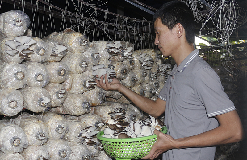 Triển vọng từ mô hình nấm bào ngư xám