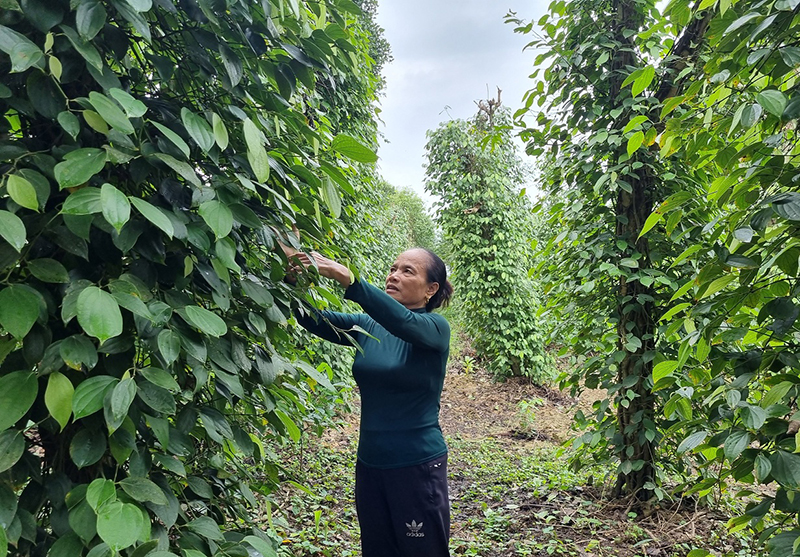 Nữ giáo dân làm kinh tế giỏi