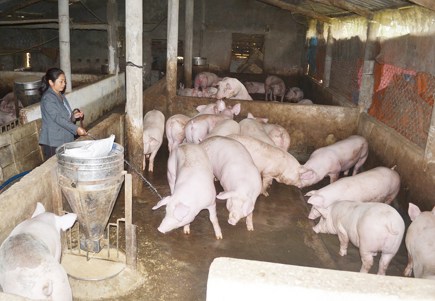 Bố Trạch: 148 trang trại chăn nuôi hoạt động hiệu quả
