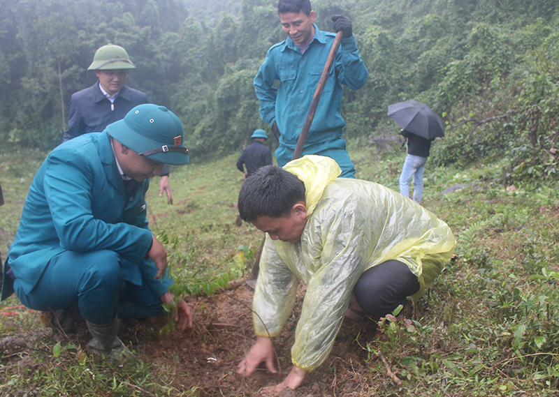 Trồng thêm 10.000 cây lim xanh, huỵnh tại huyện Tuyên Hóa