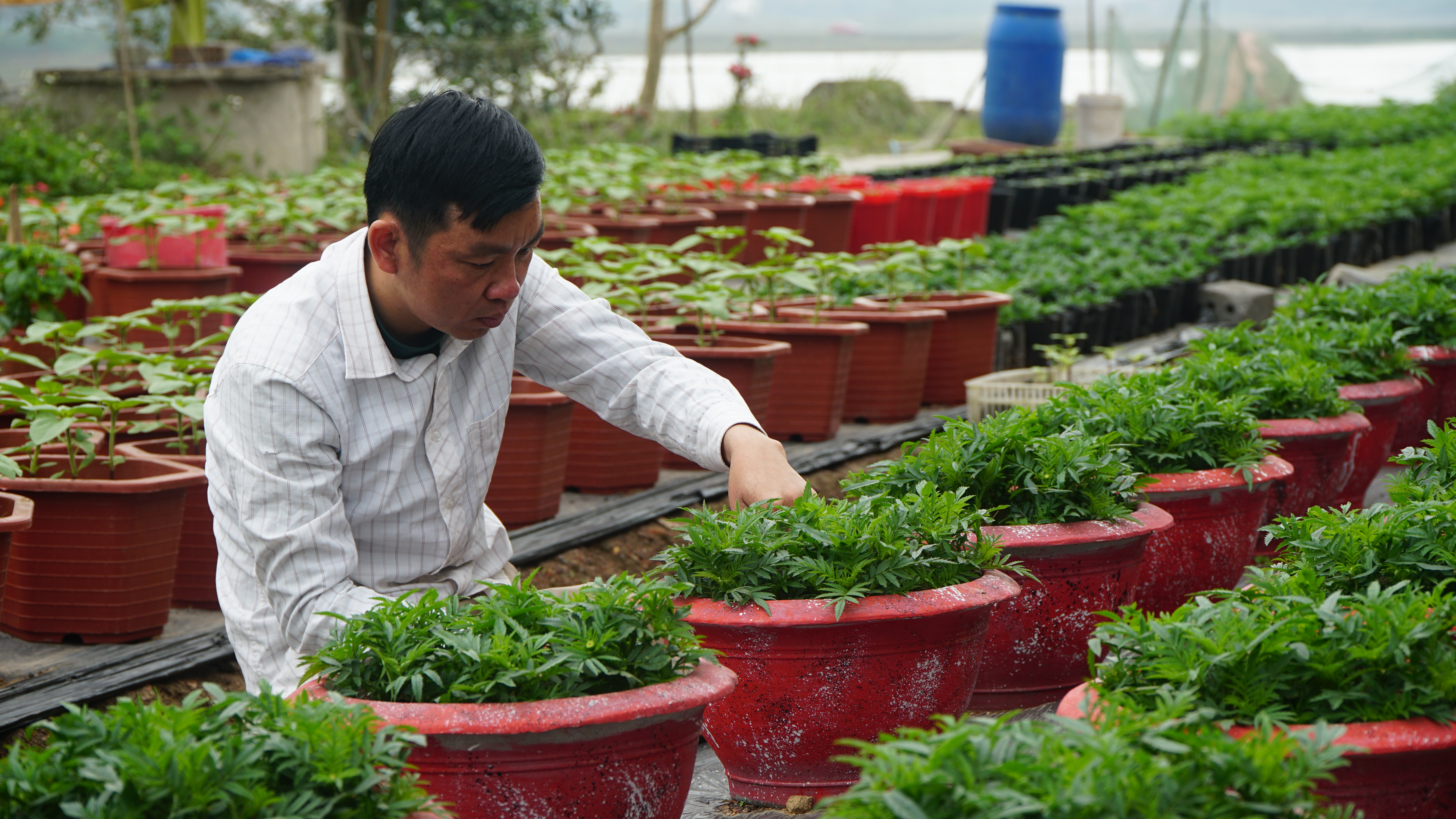 Nông dân chăm sóc hoa phục vụ Tết Nguyên đán