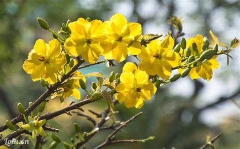Triển khai thực hiện Công điện 05 của Thủ tướng Chính phủ