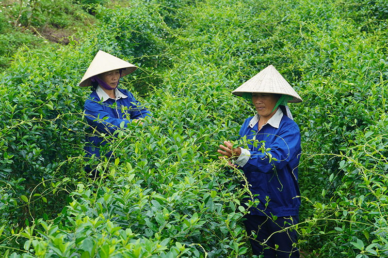 OCOP gắn kết du lịch - Nâng tầm sản phẩm