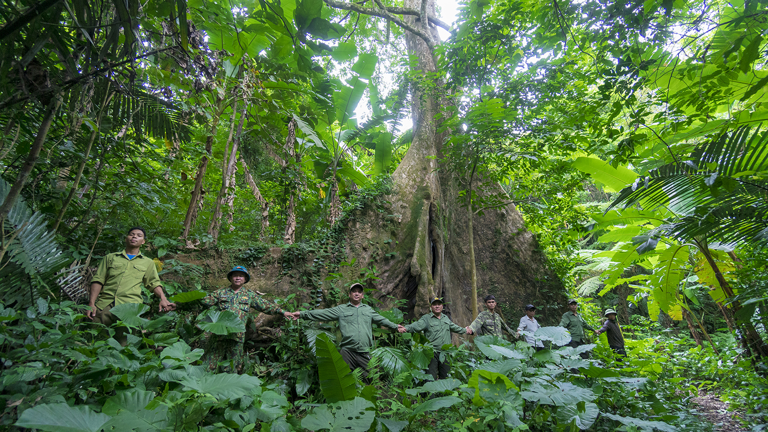 Tập 3: Nắm tay rừng già