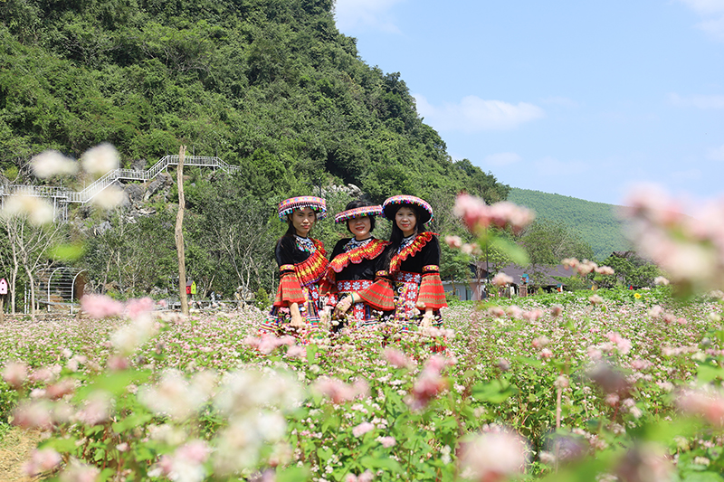 Giấc mơ hoa