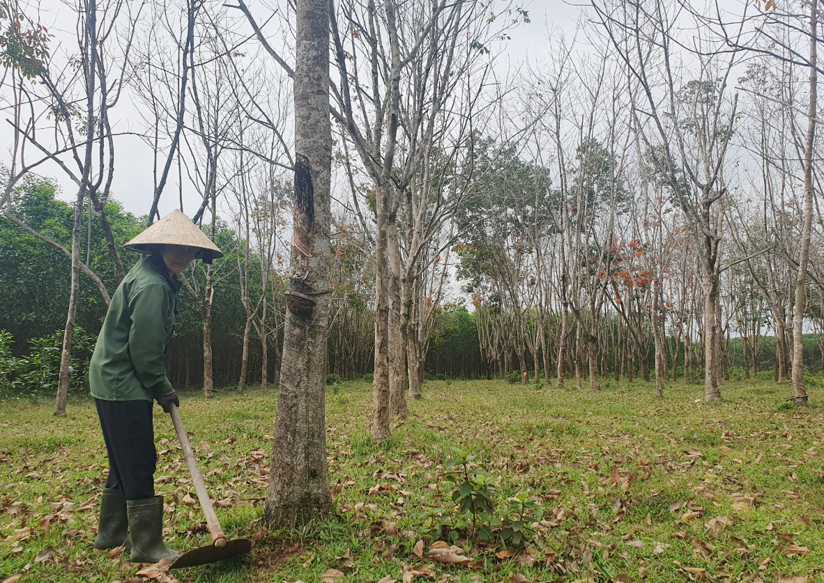 Làm nghề rừng phải giàu từ rừng