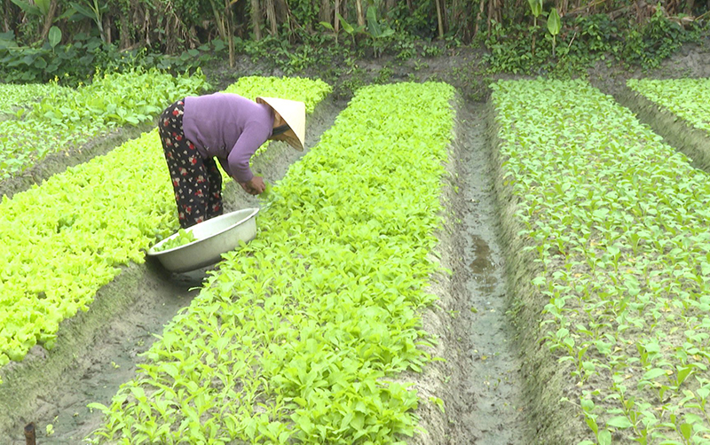 Lệ Thủy: Chuyển đổi rau màu theo hướng VietGAP