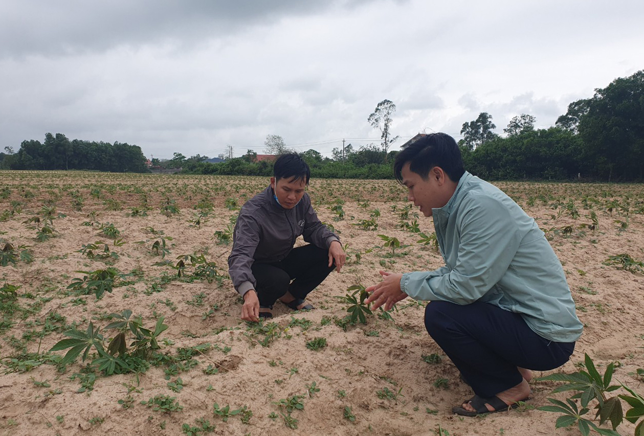 Khẩn trương phòng, chống bệnh khảm lá sắn