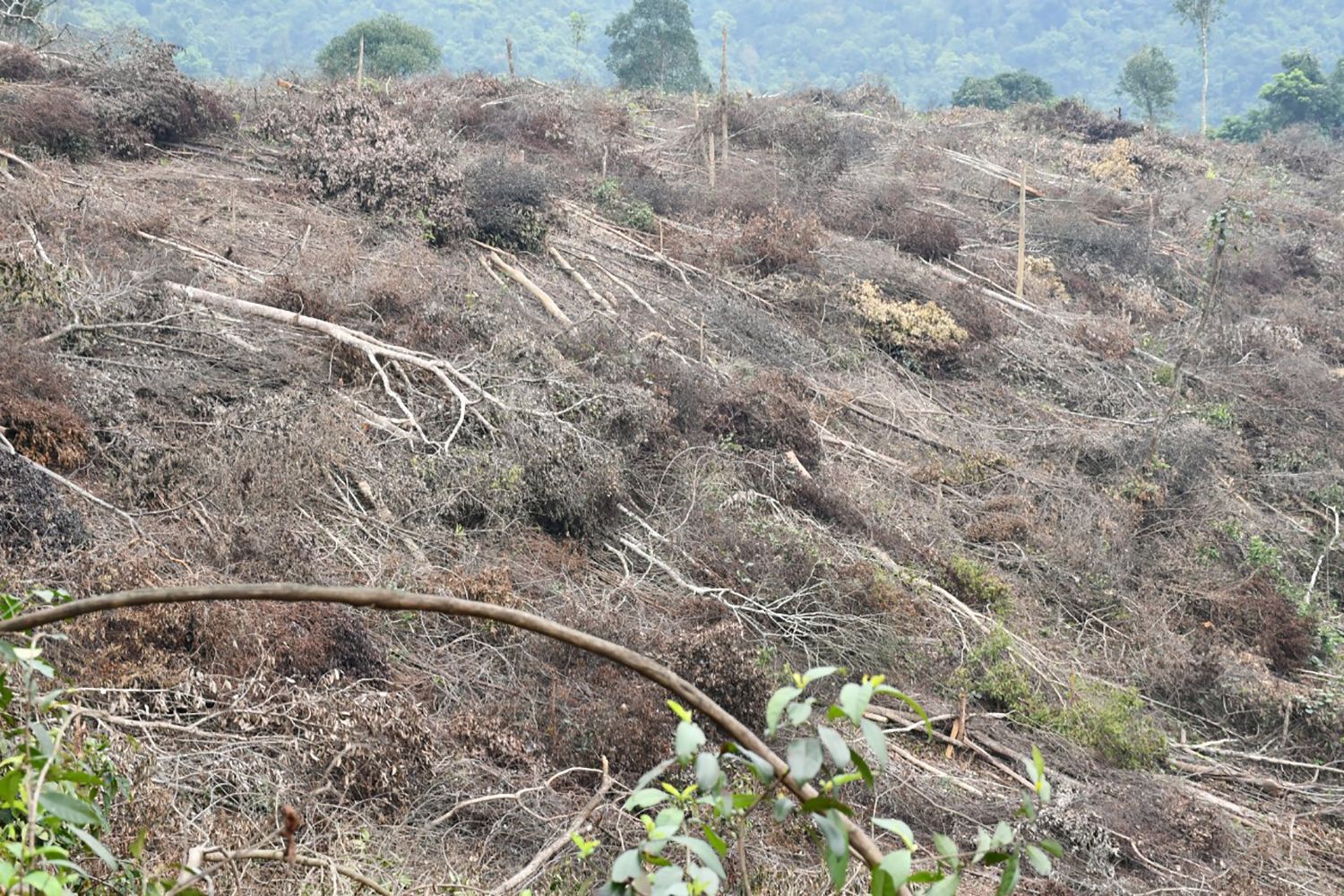 Tuyên Hóa: "Khoảng trống" trong quản lý và bảo vệ rừng?