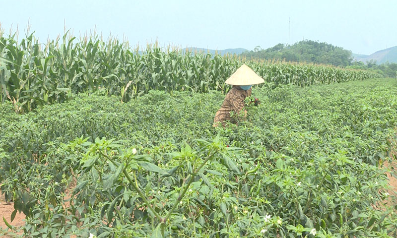 Bố Trạch: Người trồng ớt kém vui vì năng suất giảm