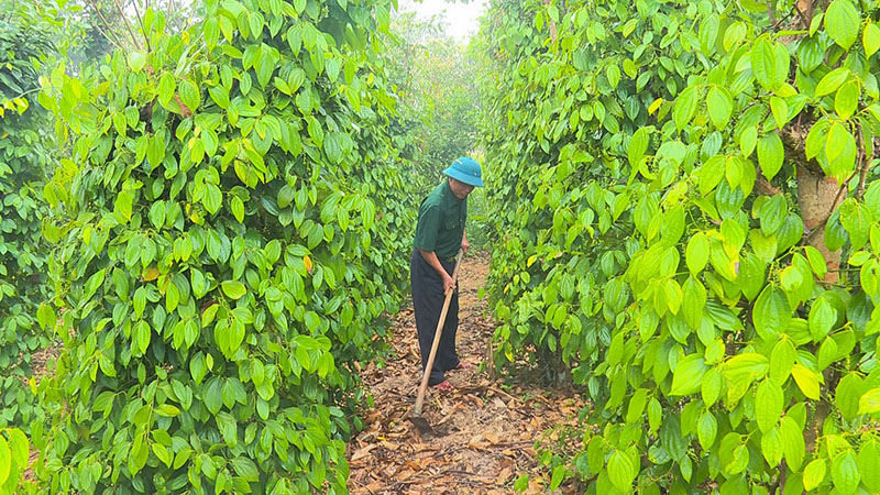 Những người lính Cụ Hồ trên mặt trận kinh tế