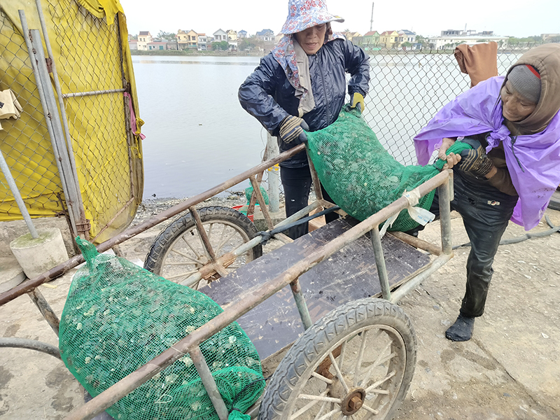 Lý Hòa được mùa vẹm xanh