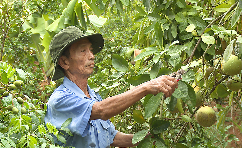 Hiệu quả từ mô hình vườn mẫu