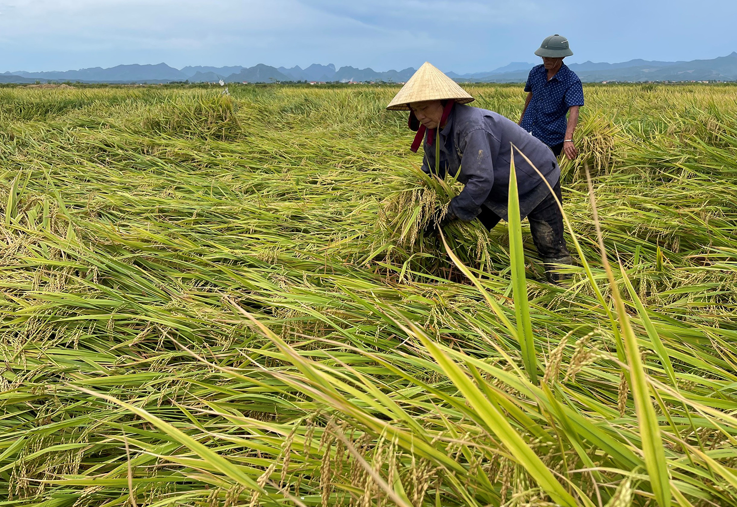 Nông dân khóc vì lúa ngã đổ