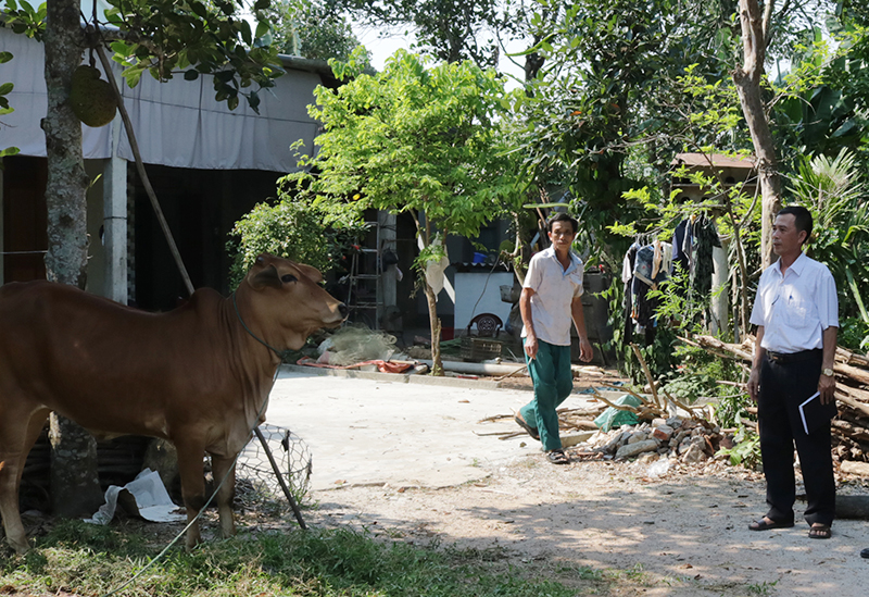 Quảng Trạch: Khẩn trương phòng, chống dịch bệnh trên trâu, bò