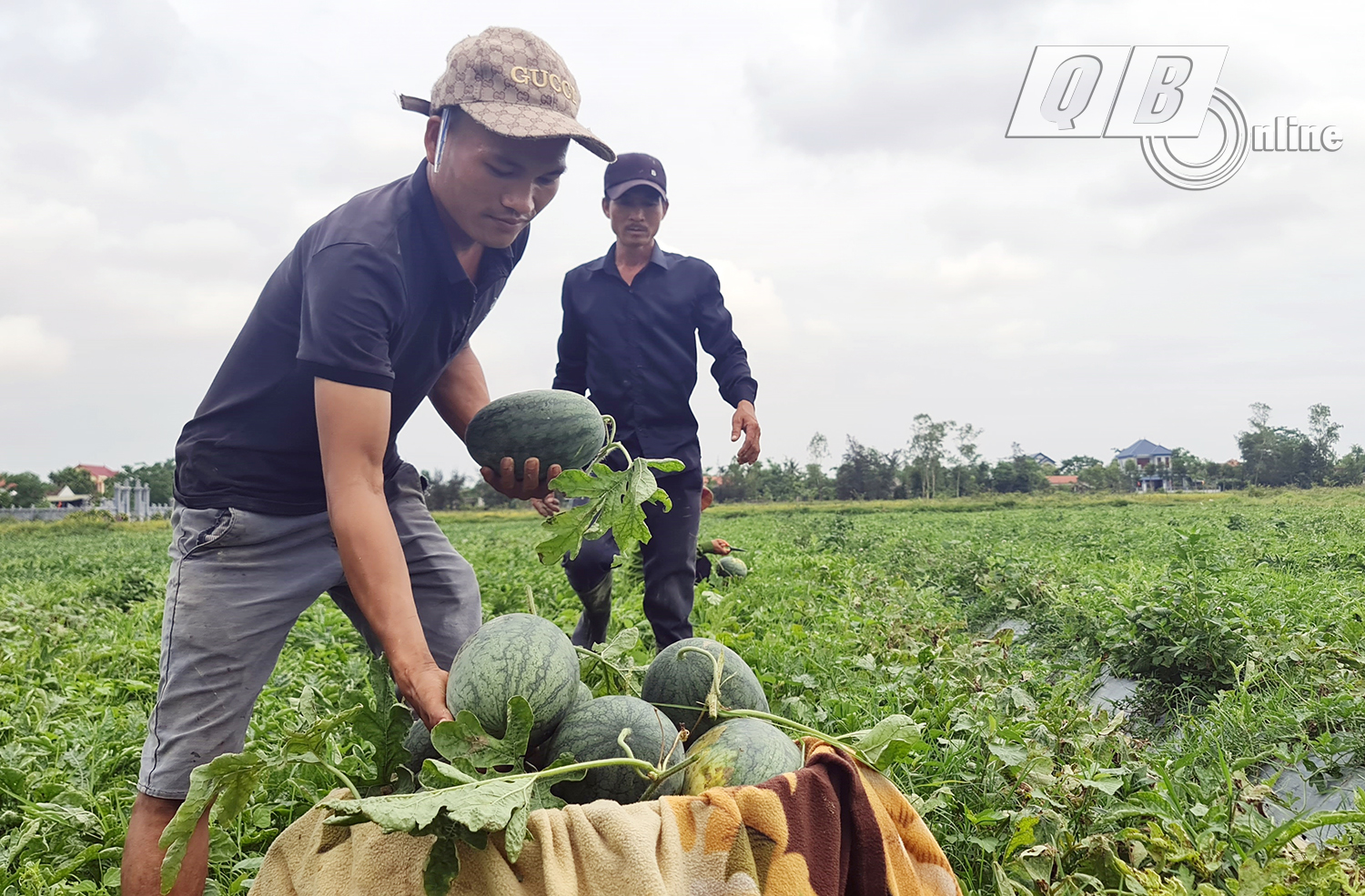 Dưa hấu Hàm Ninh-thương hiệu OCOP 3 sao