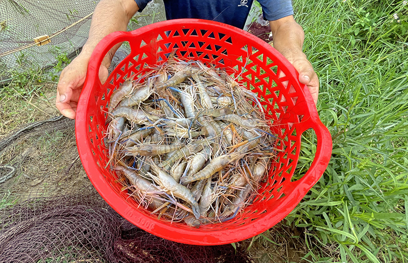 Bố Trạch: Nhân rộng mô hình nuôi tôm càng xanh