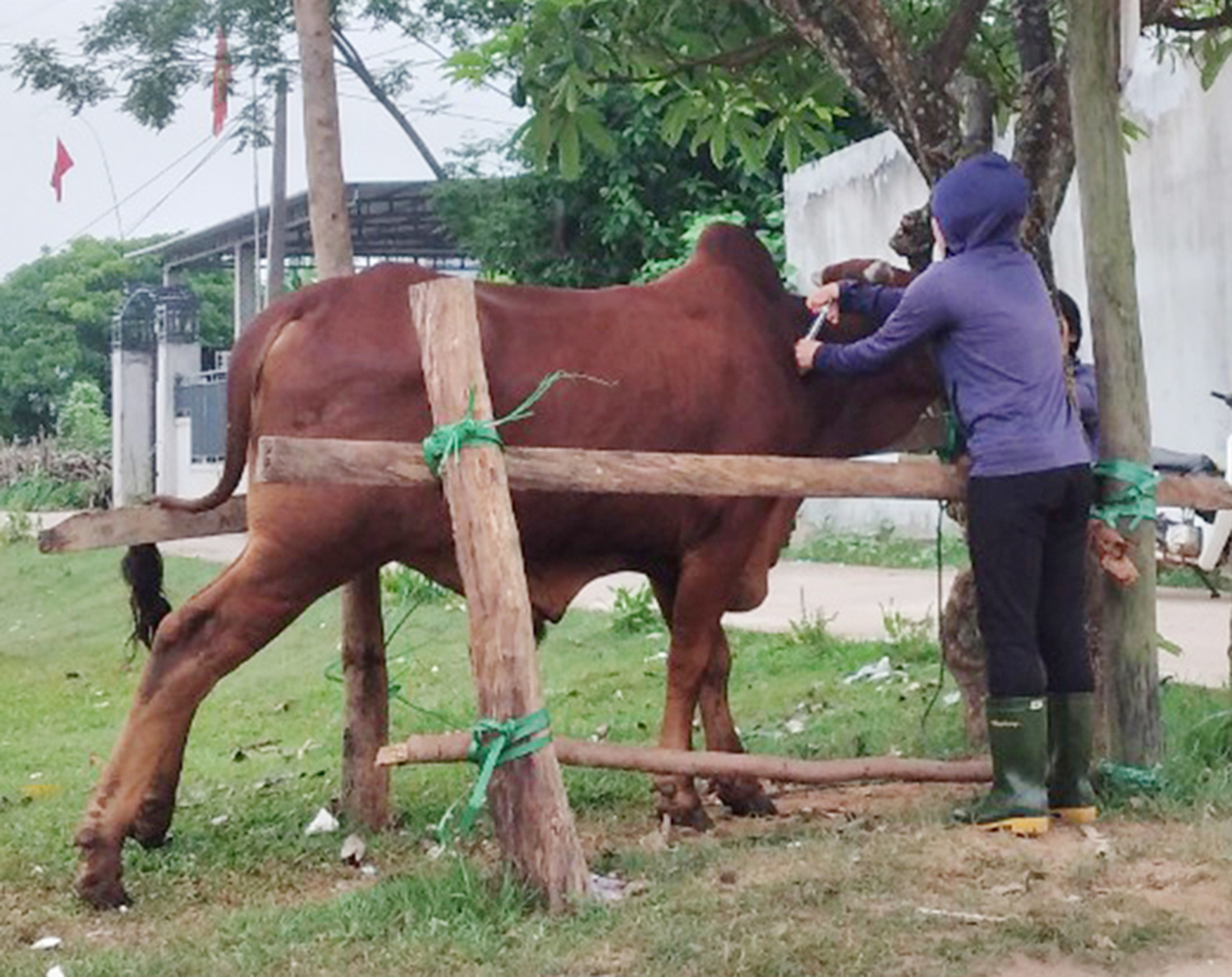 Bố Trạch: Tập trung phòng, chống dịch bệnh cho đàn gia súc, gia cầm