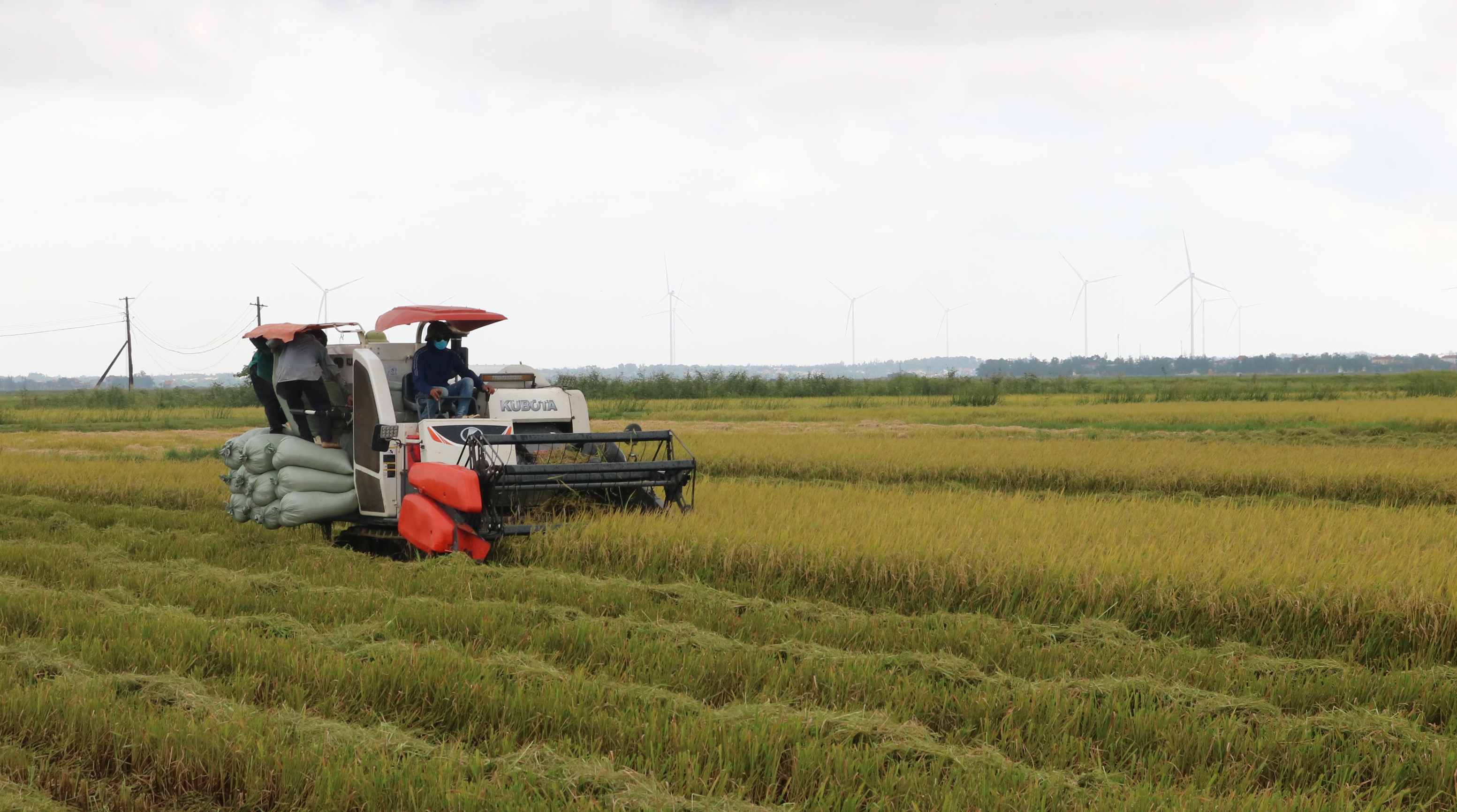 Gần 15.000ha lúa vụ đông xuân đã thu hoạch