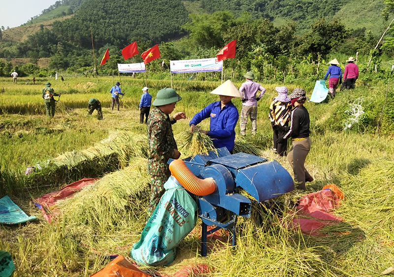 Bộ đội Biên phòng giúp người dân thu hoạch lúa đông-xuân