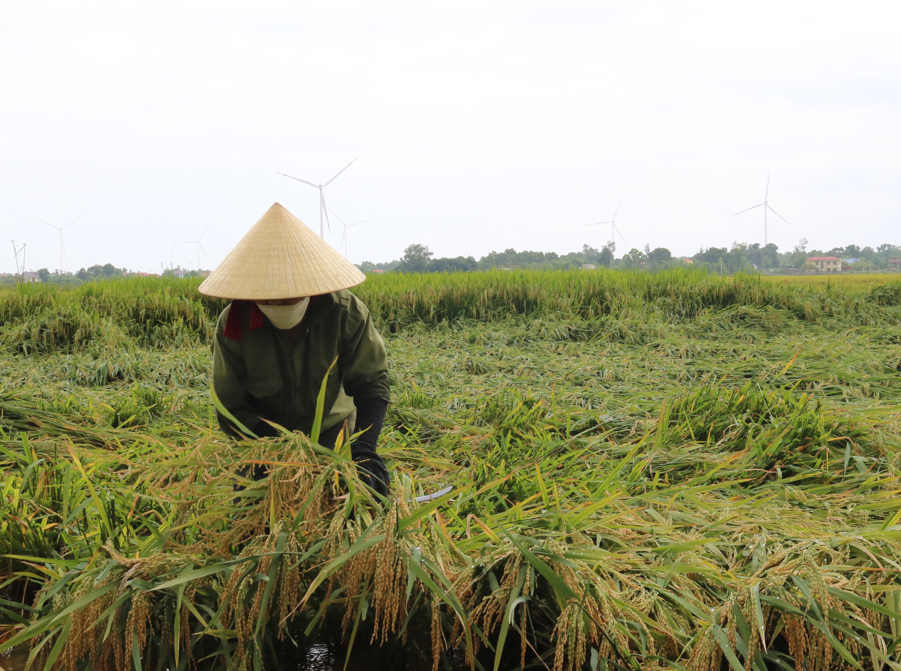 Lệ Thủy: Năng suất lúa vụ đông-xuân ước đạt 68 tạ/ha