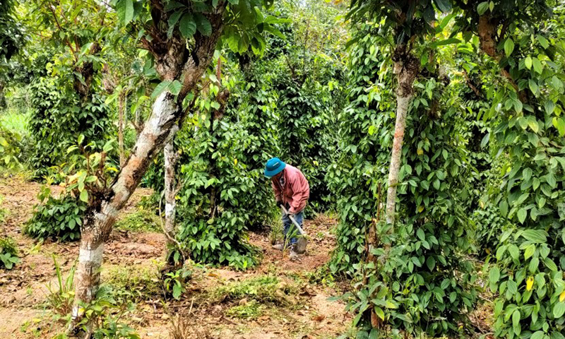 Những cựu chiến binh làm kinh tế giỏi