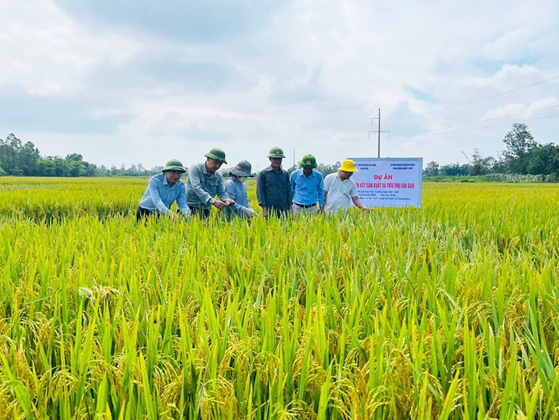 Liên kết sản xuất giống lúa chất lượng cao