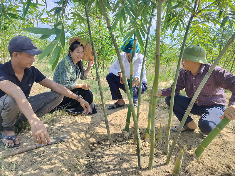 Tiên phong đưa cây tre lục trúc về vùng gò đồi Bố Trạch