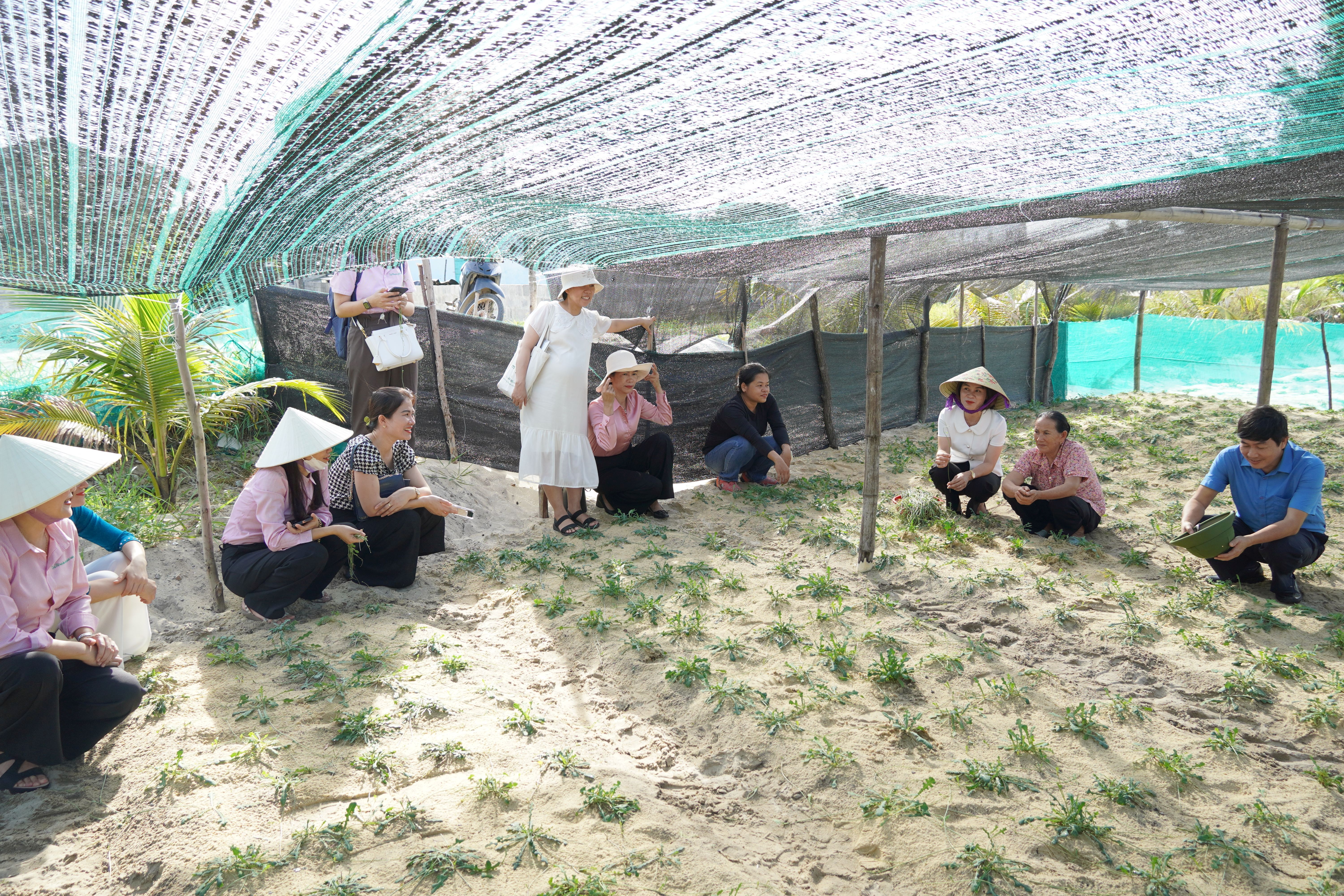 Hội thảo chia sẻ kinh nghiệm trồng sa sâm trên đất cát