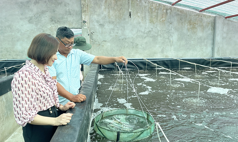 Nuôi tôm thẻ chân trắng trong ao đất lót bạt