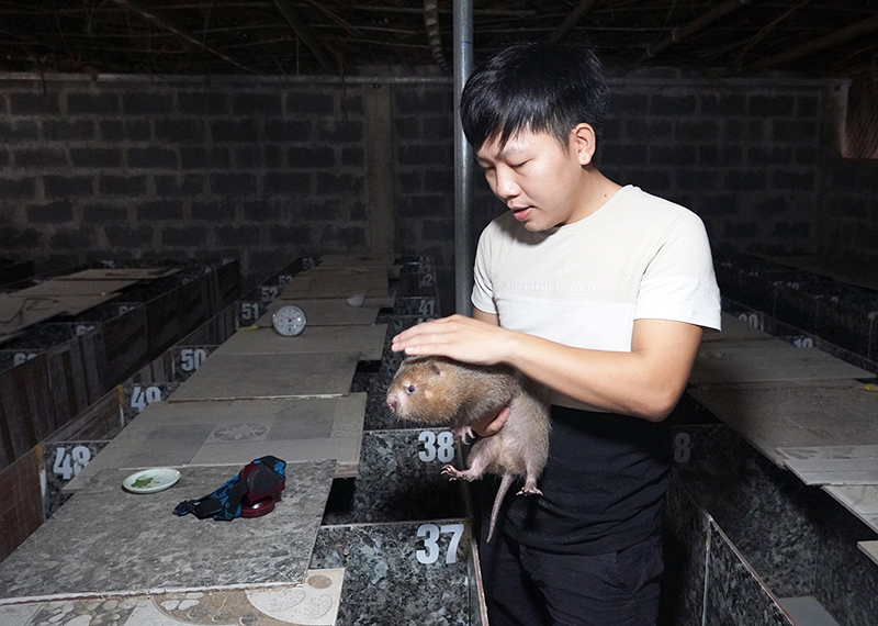Khởi nghiệp với... dúi
