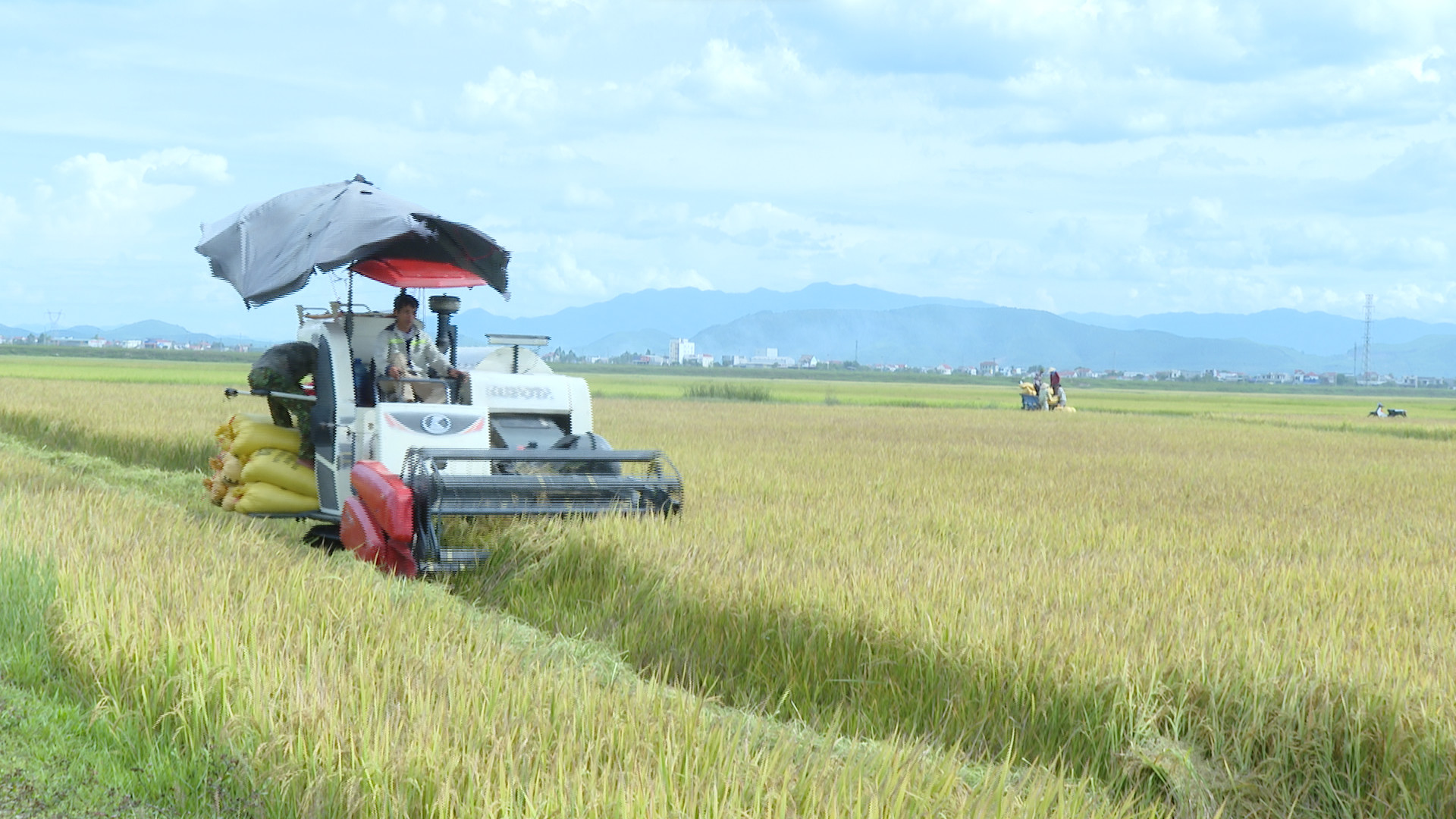 Quảng Trạch: Đẩy nhanh tiến độ thu hoạch lúa hè-thu
