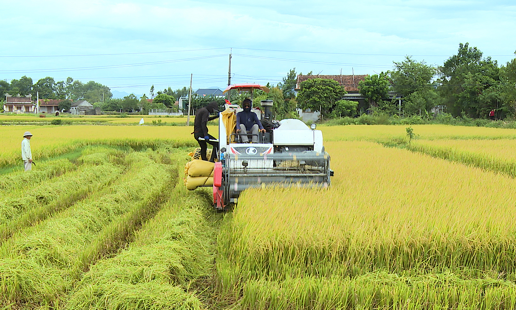 Huy động nhân lực, phương tiện để khẩn trương thu hoạch lúa hè-thu