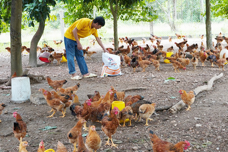 Làm giàu nhờ chăn nuôi tổng hợp