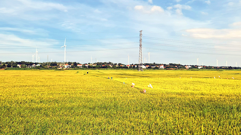 Cơ bản hoàn thành thu hoạch lúa hè-thu