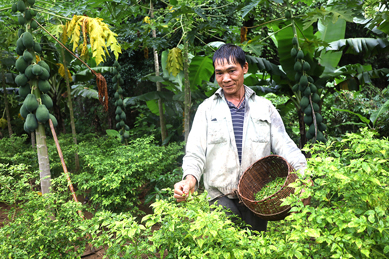 Làm giàu dưới chân lèn đá