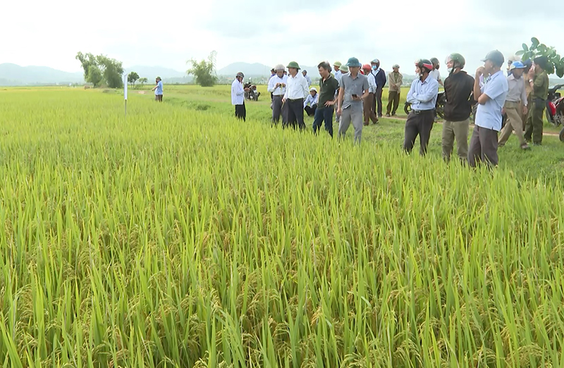 Quảng Trạch: Đầu tư nguồn giống để bảo đảm chất lượng nông sản