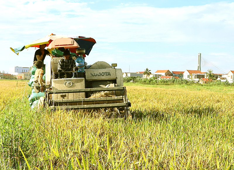 TP. Đồng Hới: Đưa giống cây trồng chất lượng cao vào sản xuất vụ đông-xuân