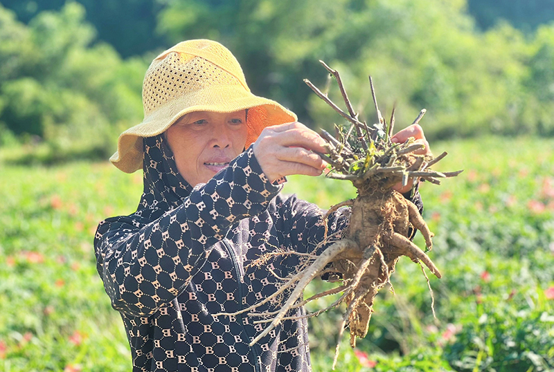 Triển vọng từ sâm Bố Chính ở Trường Sơn