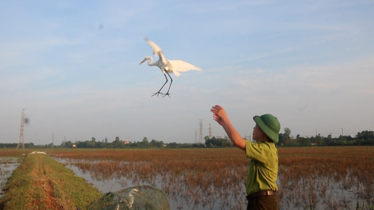 Lệ Thủy: Xử lý tình trạng săn bắt chim trời trong mùa mưa bão