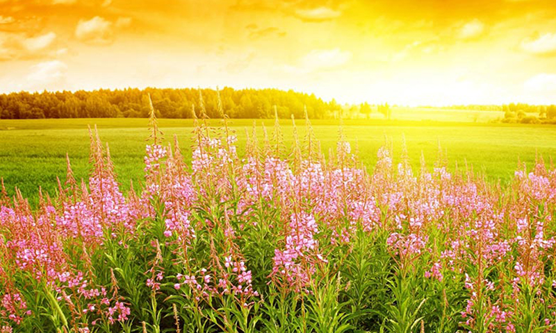 Chia nắng mùa đông