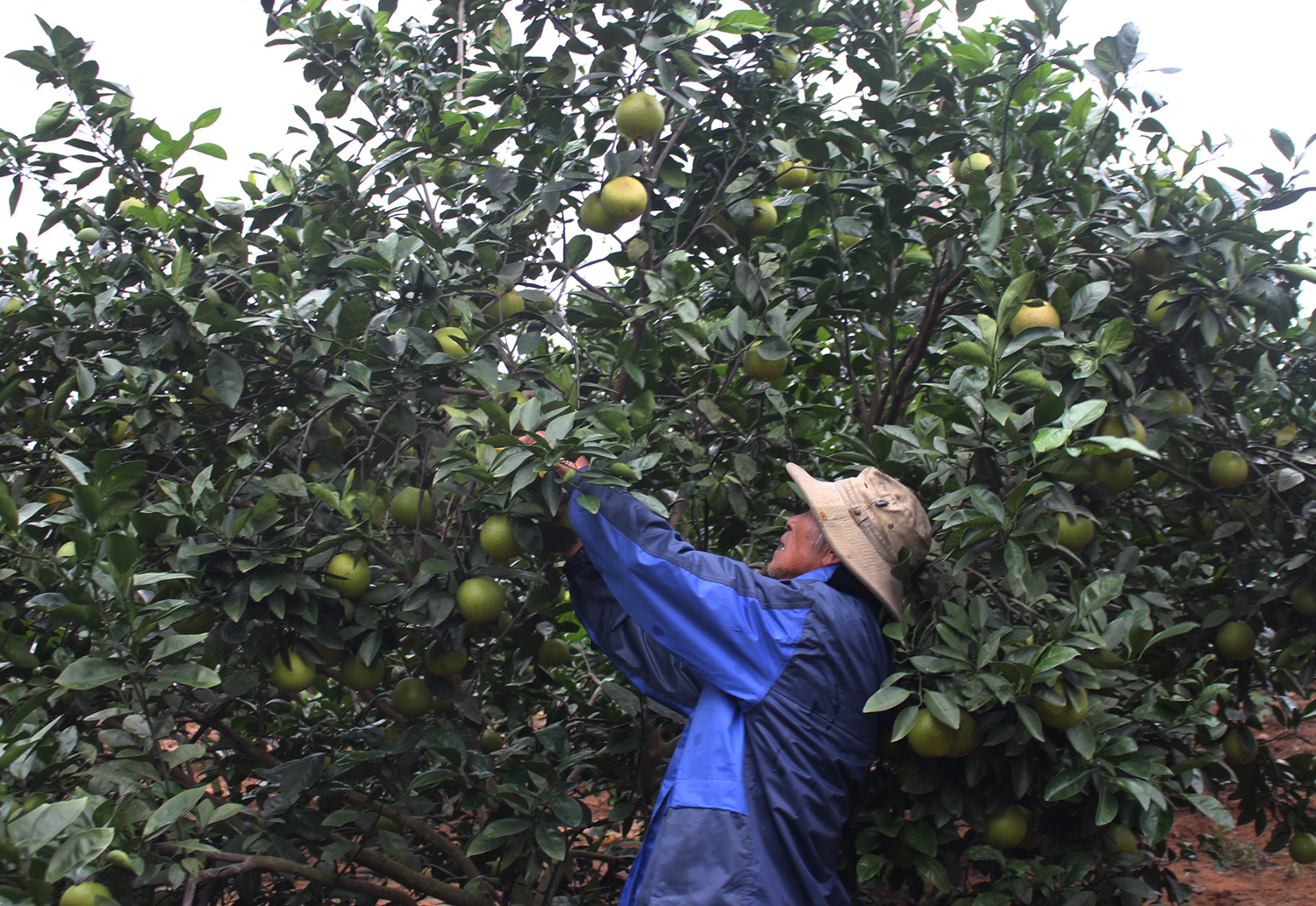 Bố Trạch: 23 cơ sở được cấp chứng nhận VietGAP