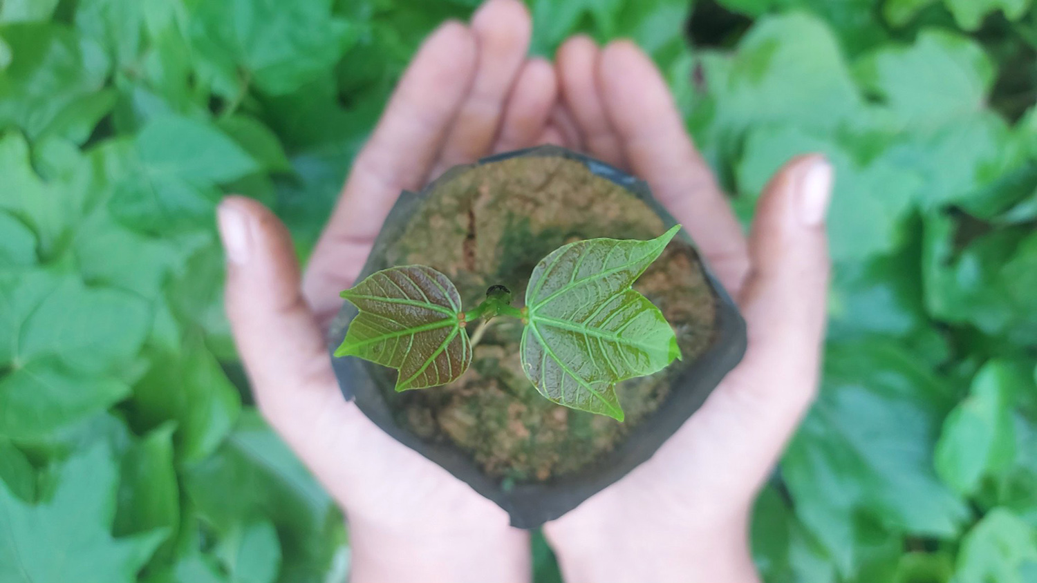 Ươm mầm cho cây bản địa